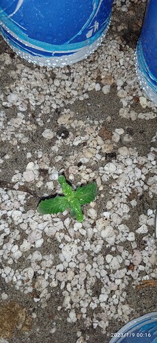 IMG_20230109_001650_1