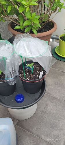 Tag 10 Congo 1 Sämling Tag 6 am 3.5.25