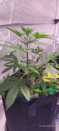 Tag 30 Gelato Wachstum Tag 12 am 29.4.25