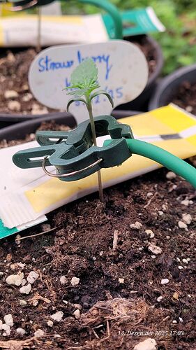 Tag 10 S.B.K. Sämling Tag 2 am 14.12.25