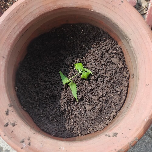 16920743364974432804040035216786