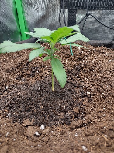 IMG_20250110_155527772_HDR