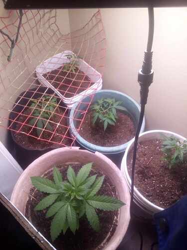 received_953436735912868