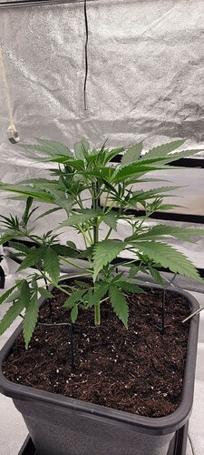 Tag 39 und wieder in seine Räumlichkeiten verbracht , Lampe 50 cm Abstand und Dimmer auf 55 % hoch