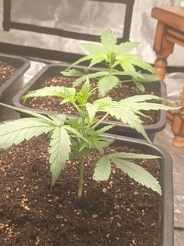 16684462189478714369598343099828