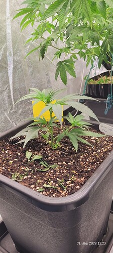 Tag 12 heute 15 cm hoch