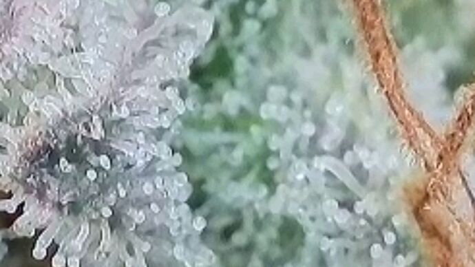 Tag 101 Klon 1, Trichome 3