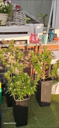 Screenshot_20250521_194811_Gallery