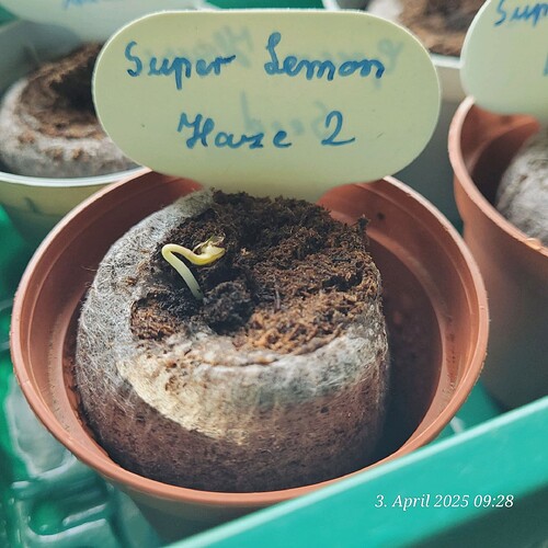 Tag 5 Keimung ist auch die Lemon Haze 2 am Start 3.4.25