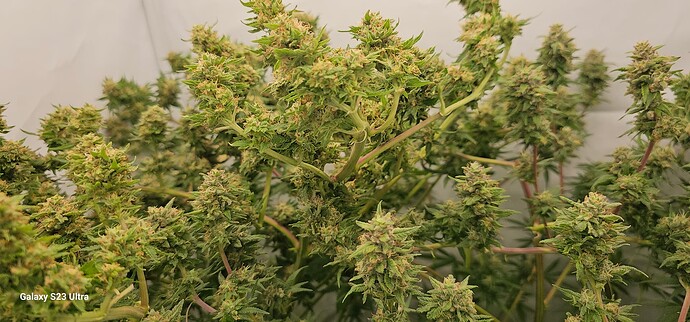 17274271099691750881630308876013