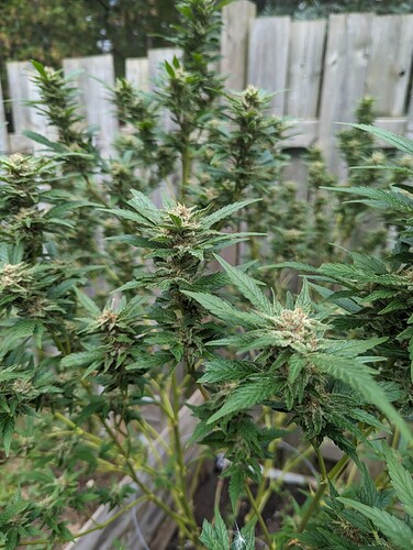 Purple og