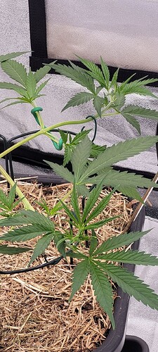 Tag 42 und es erholt sich vom Schnitt