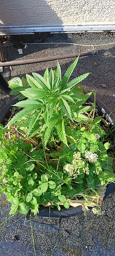 IMG_20250613_185106