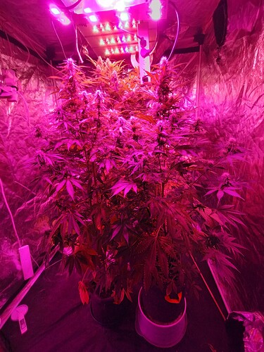 IMG_20230513_190521672_HDR