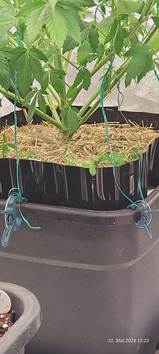 Tag 50 Cookie 1 und endlich die Dame an die Leine gebracht um sie wieder etwas runter zu bringen 31.5.24