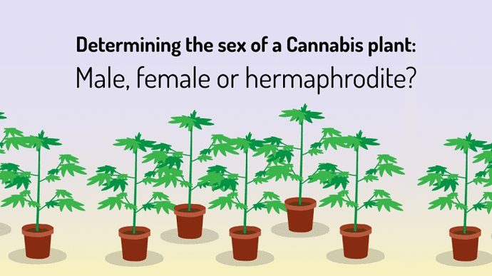 Determining-the-sex-of-a-Cannabis-plant_-Male-female-or-hermaphrodite_-1-1024x576