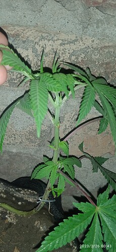 IMG_20230326_004357_1