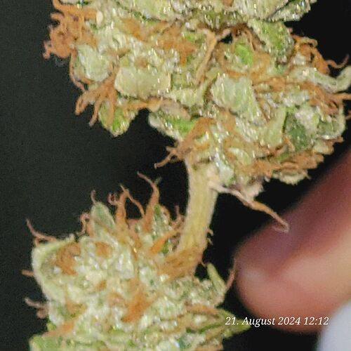 Tag 134 nach der Trocknung und dem Trimm sieht Cookie 2 so aus 22.8.24