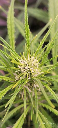 Tag 44 Gelato und die ersten Trichs sind auch schon da