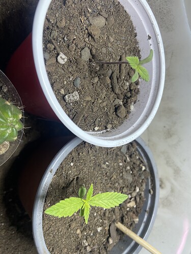 IMG_7381