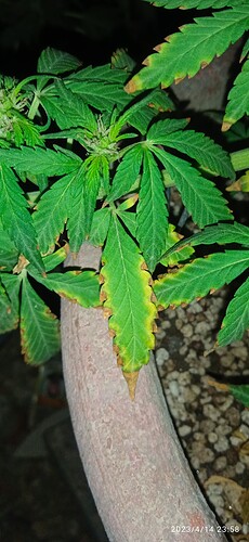 IMG_20230414_235840_1