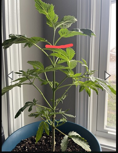 Screenshot_20230702_195356_Chrome~2