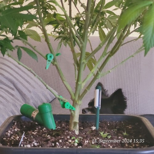 Tag 102 und endlich Lolli poppt und reichlich Entblättert u hoffentlich nicht zu viel 13.9.24