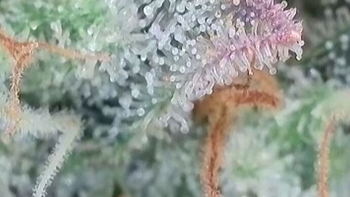 Tag 101 Klon 2, Trichome 2
