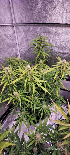 Tag 64 Gelato Blüte Woche 6 von 9 am 2.6.25