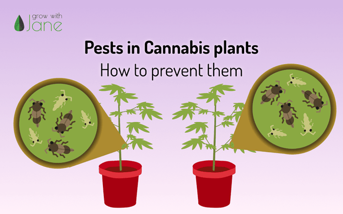 Grow-with-Jane-blog-pests-insects-cannabis-en-1024x640
