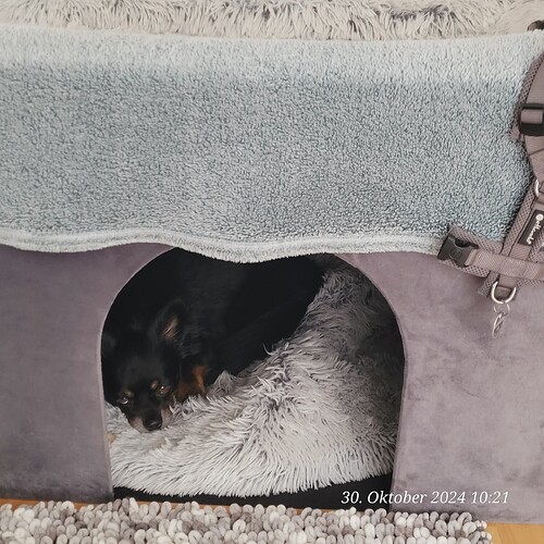 Gizmo will nicht raus 30.10.24