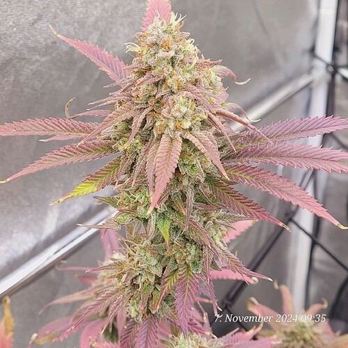 Tag 110 Klon 1 am 7.11.24