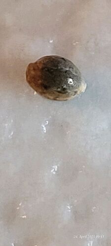 Tag 1 Keimung Congolese 2