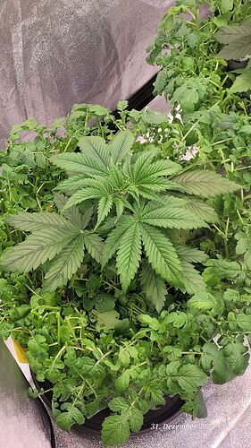 Tag 27 J.P. hatte sie hier noch alle Fächer