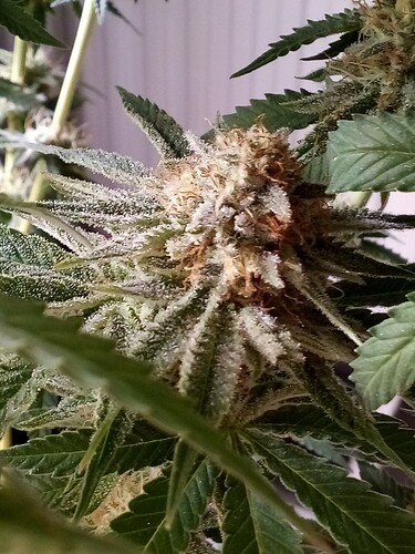 IMG_20240717_121817_845