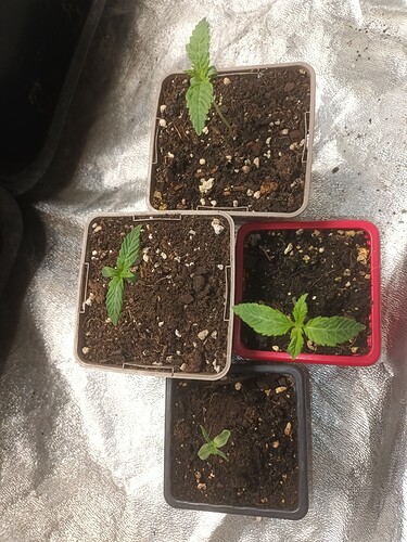 16684459739116513230904403839457