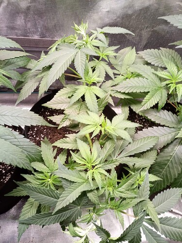 IMG_20221107_174844_8