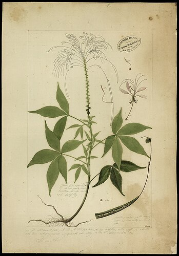 800px-(Cleome_spinosa,_Wilh.),_da_Coleção_Brasiliana_Iconográfica