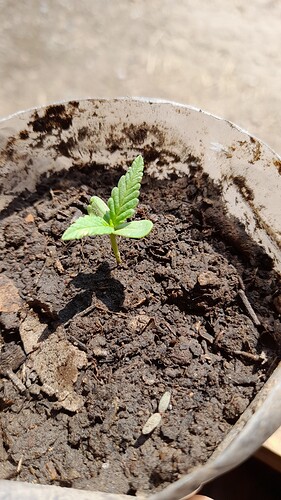 16656846345073558377462894229603