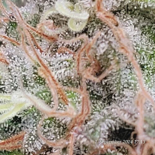 Tag 111 mmh , da geht noch was , kein Berni am Start 1.9.24