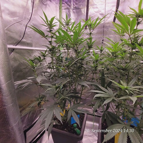 Tag 62 Klon 1 am 20.9.24