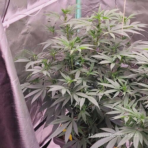 Tag 54 Klon 1 heute von der Erde hoch 69 cm 12.9.24