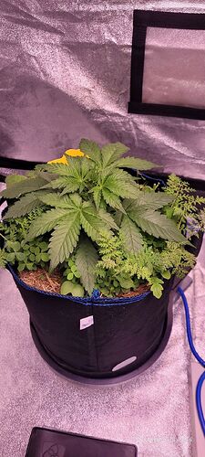 Tag 27 Haze 2 am 26.4.25