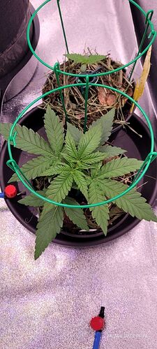 Tag 23 Congo 1 Wachstum Tag 3