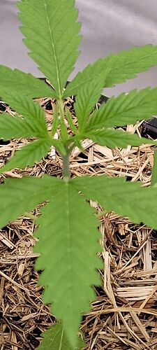 Tag 23 , die erste Wachstumswoche bei 23,3 Grad , am Blatt gemessen 22,8 Grad mit einer Luftfeuchte von 66 % um der Pflanze