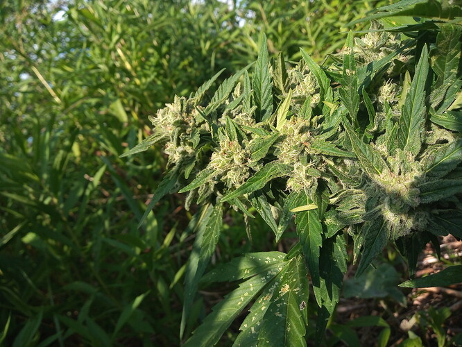 IMG_20220708_182533008