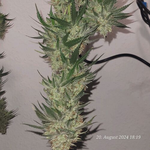 Tag 93 der Headbud mit Feuchtgewicht von 80 gr , da flog leider die Hälfte in den Müll wegen des Schimmels 20.8.24