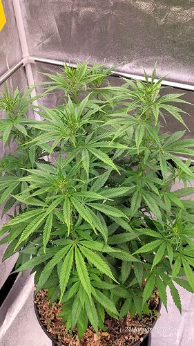 Tag 51 C. OG von oben schön an zu sehen