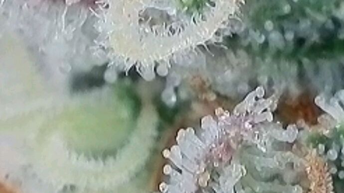Tag 101 Klon 1, Trichome 2