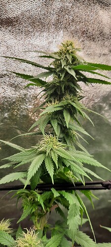 Resized_20230804_161912